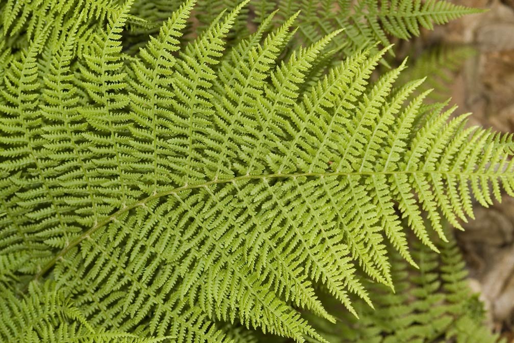 Athyrium filix-femina / Felce femmina